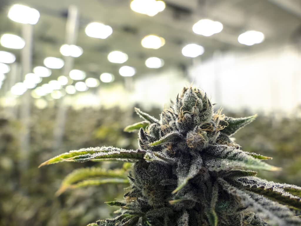 From Our Grow to Your Bowl