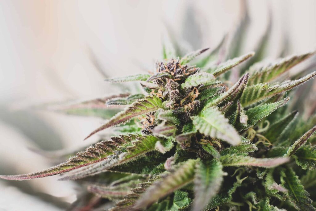 Unveiling The Benefits of Cannabis Concentrates