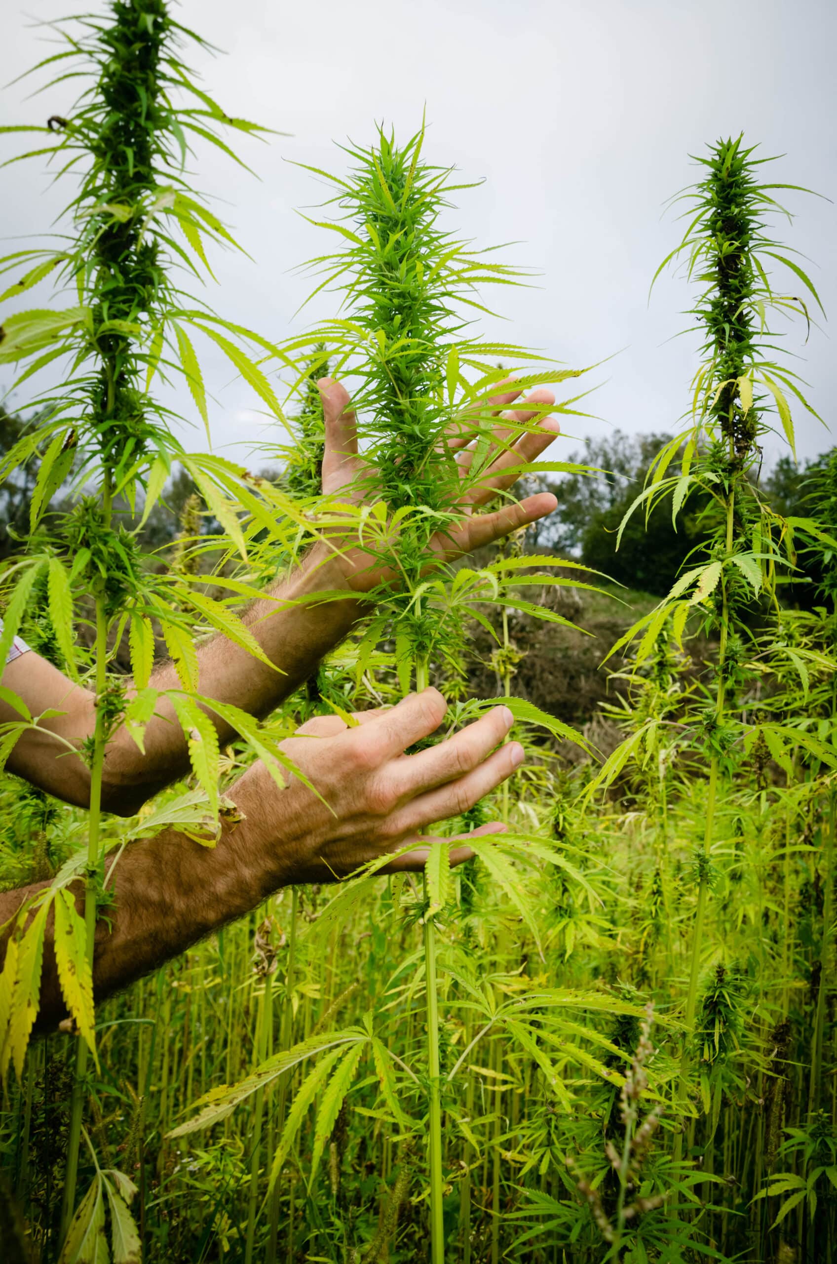 ReMaine Humble Farms dispensary