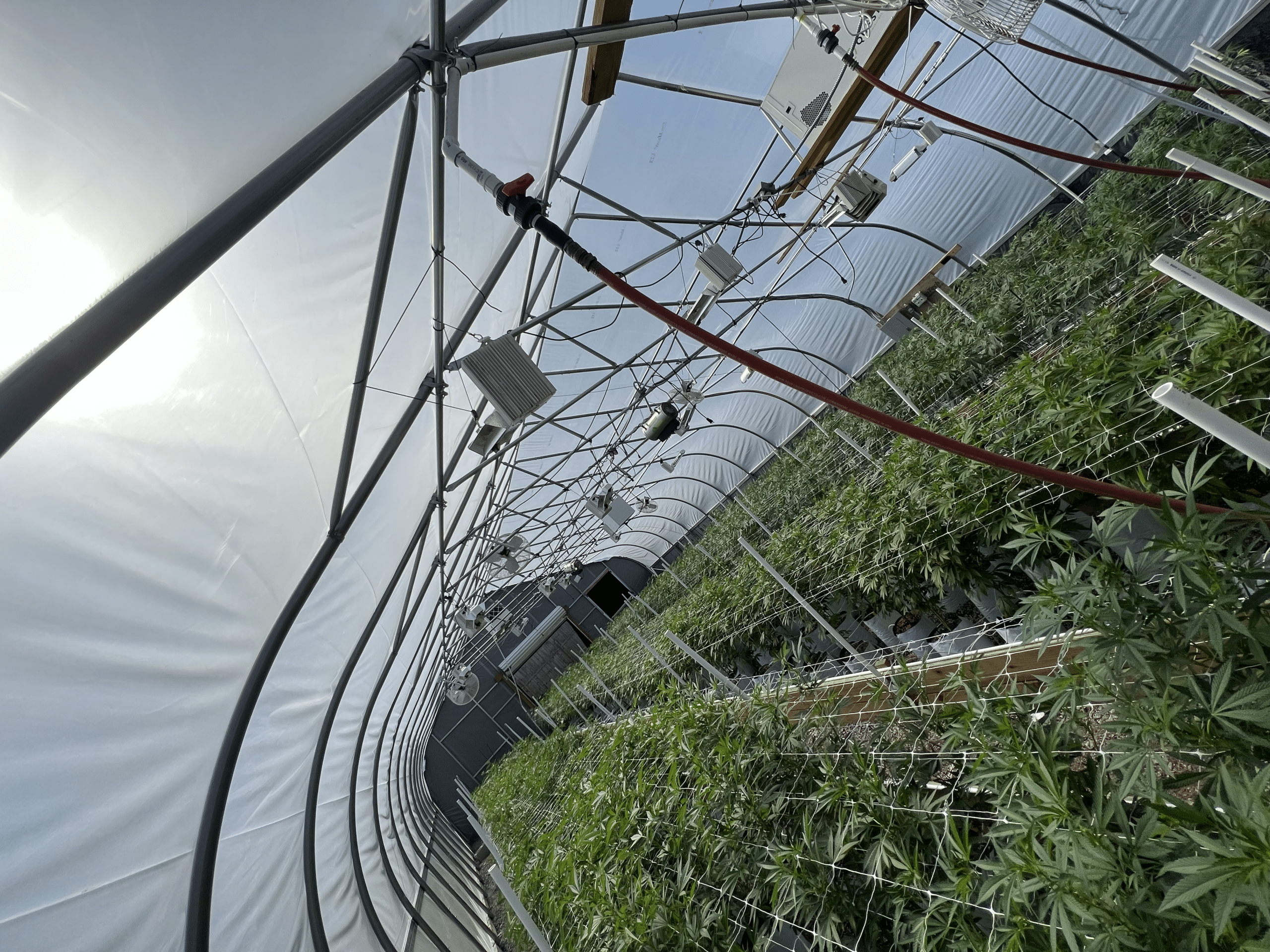 Farm-to-table cannabis cultivation